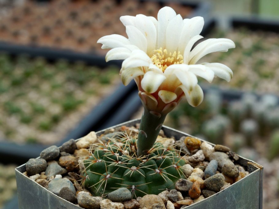 Gymnocalycium fischeri