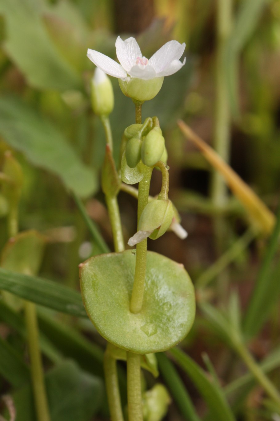 Claytonia sibirica