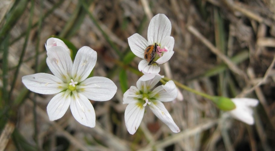 Claytonia perfoliata