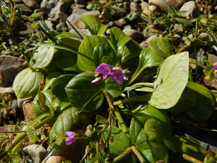 Claytonia sibirica