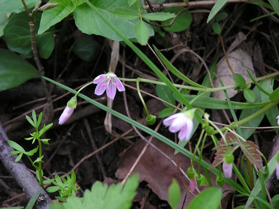 Early Flower модель