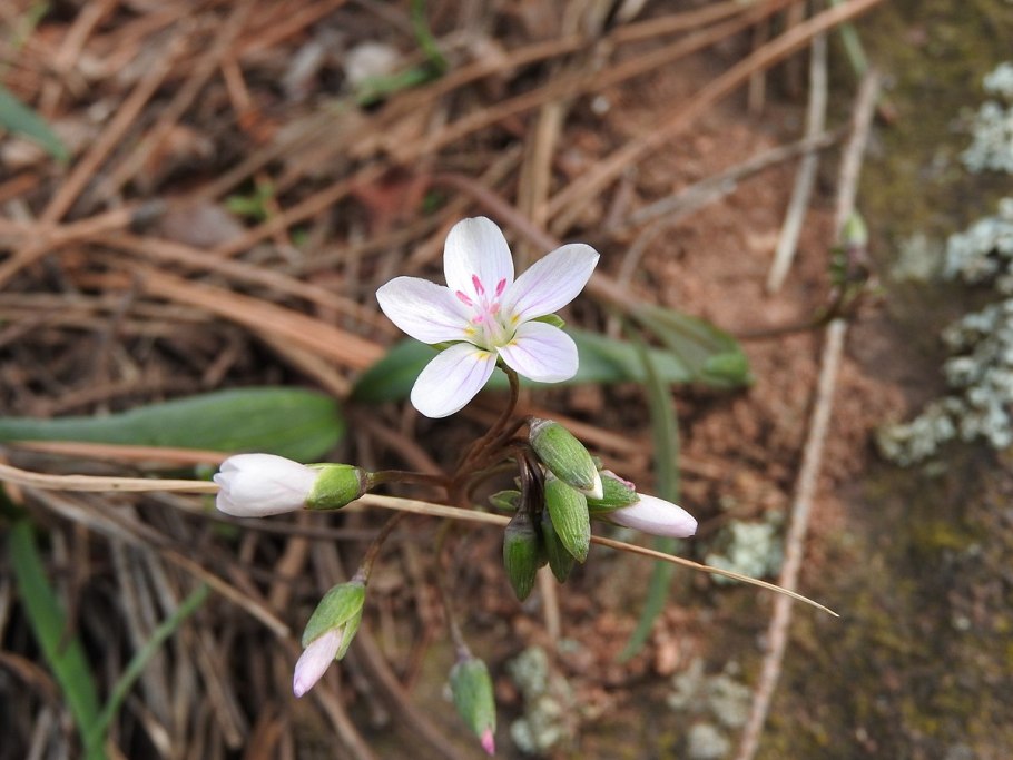 Claytonia virginica