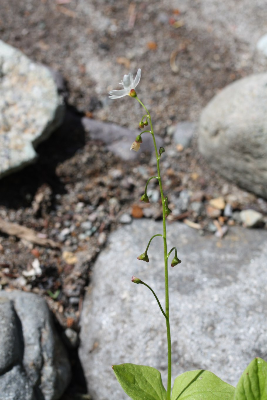 Claytonia cordifolia