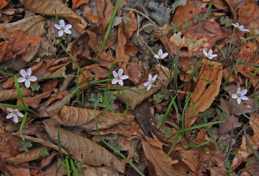Claytonia megarhiza