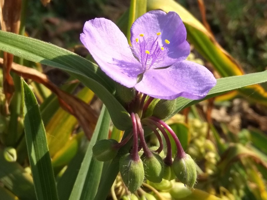 Традесканция огородная