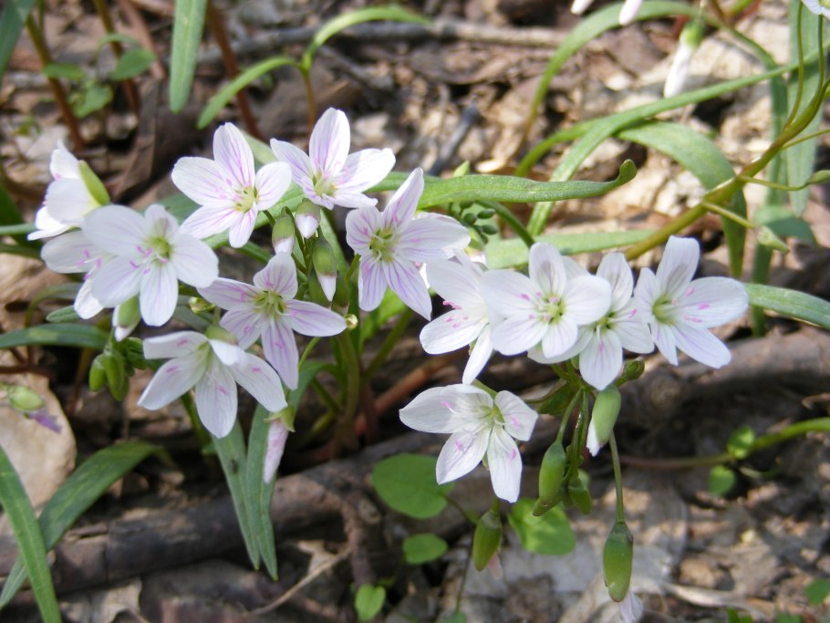 Виргинские клейтонии