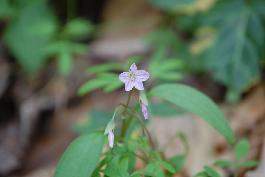 Клейтония сибирская