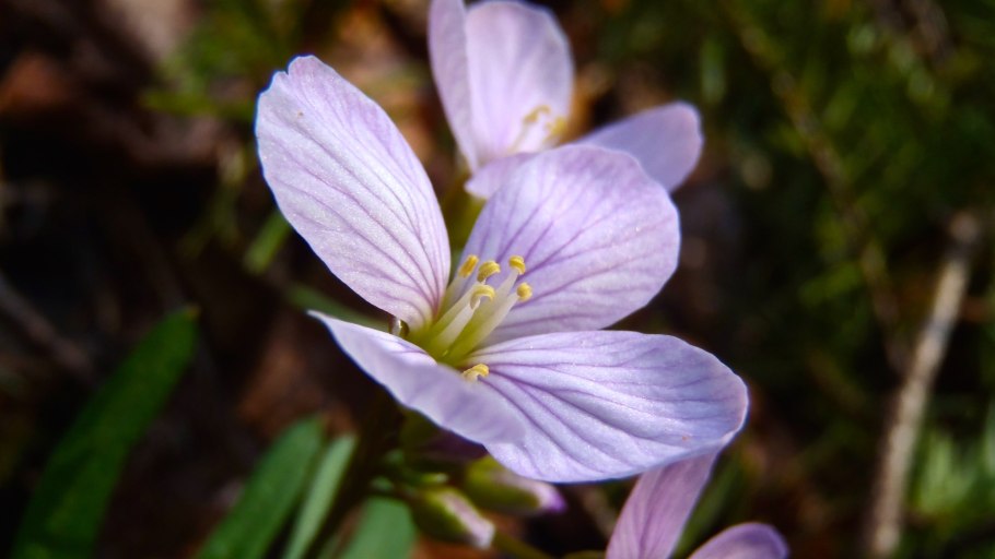 Клайтония кубинский шпинат 0,03г ц/п ЕВРОСЕМ.
