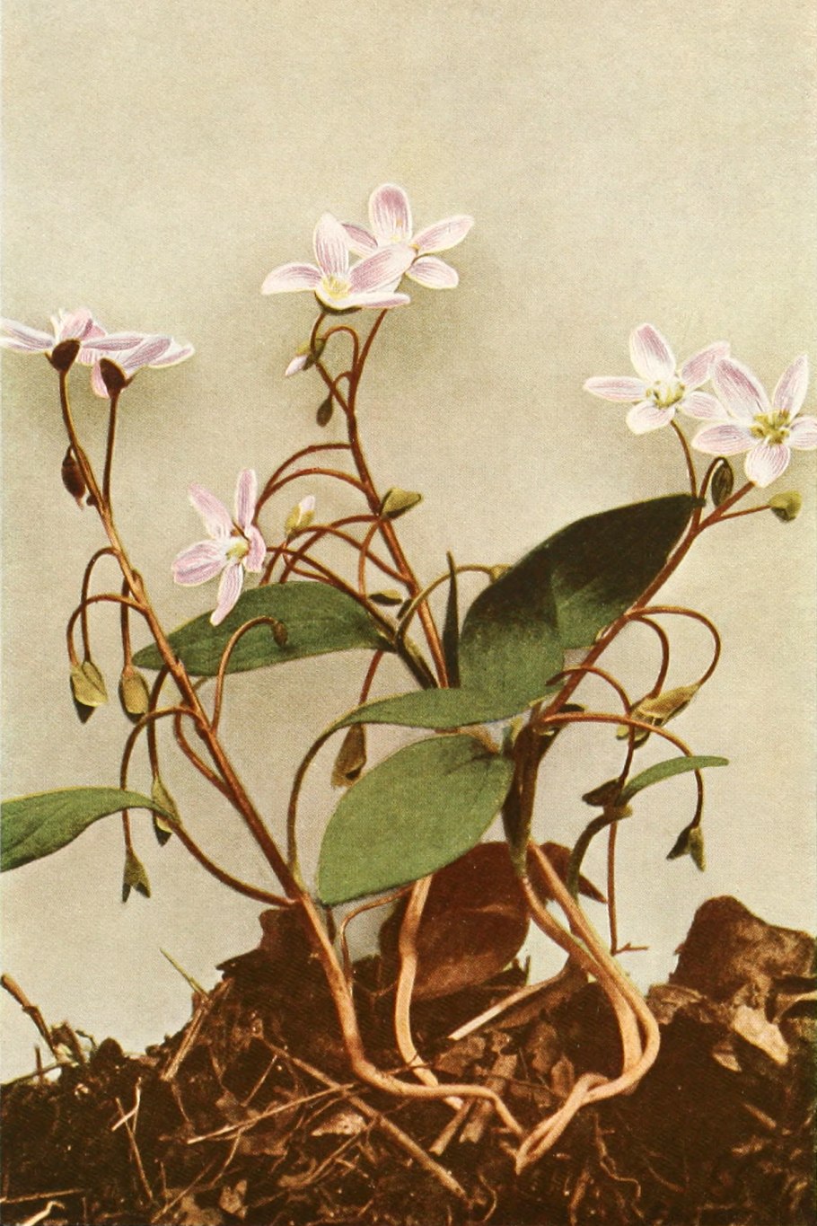 Claytonia caroliniana