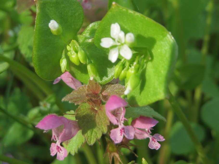 Яснотка зеленчуковая (lamium galeobdolon)