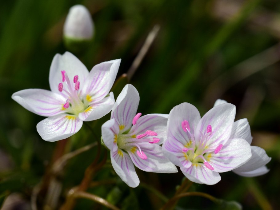 Клейтония Claytonia виргинская virginica