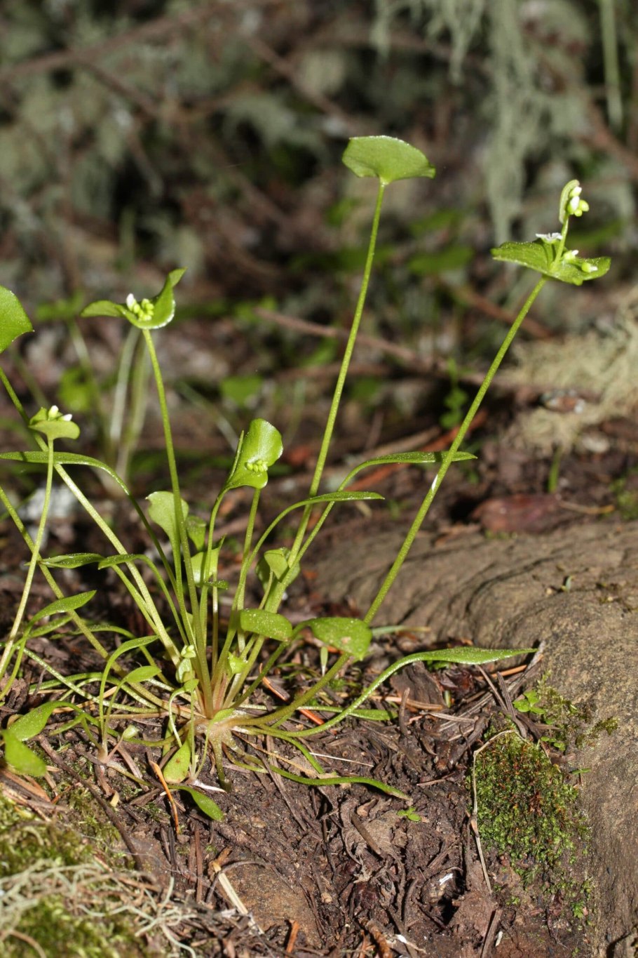Claytonia rubra