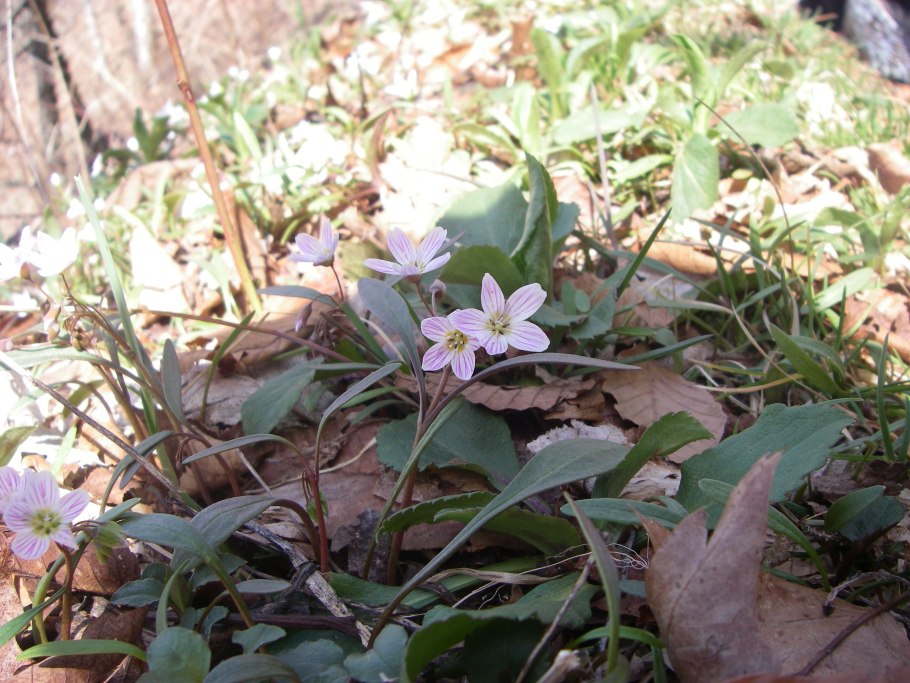 Клейтония Сибирская