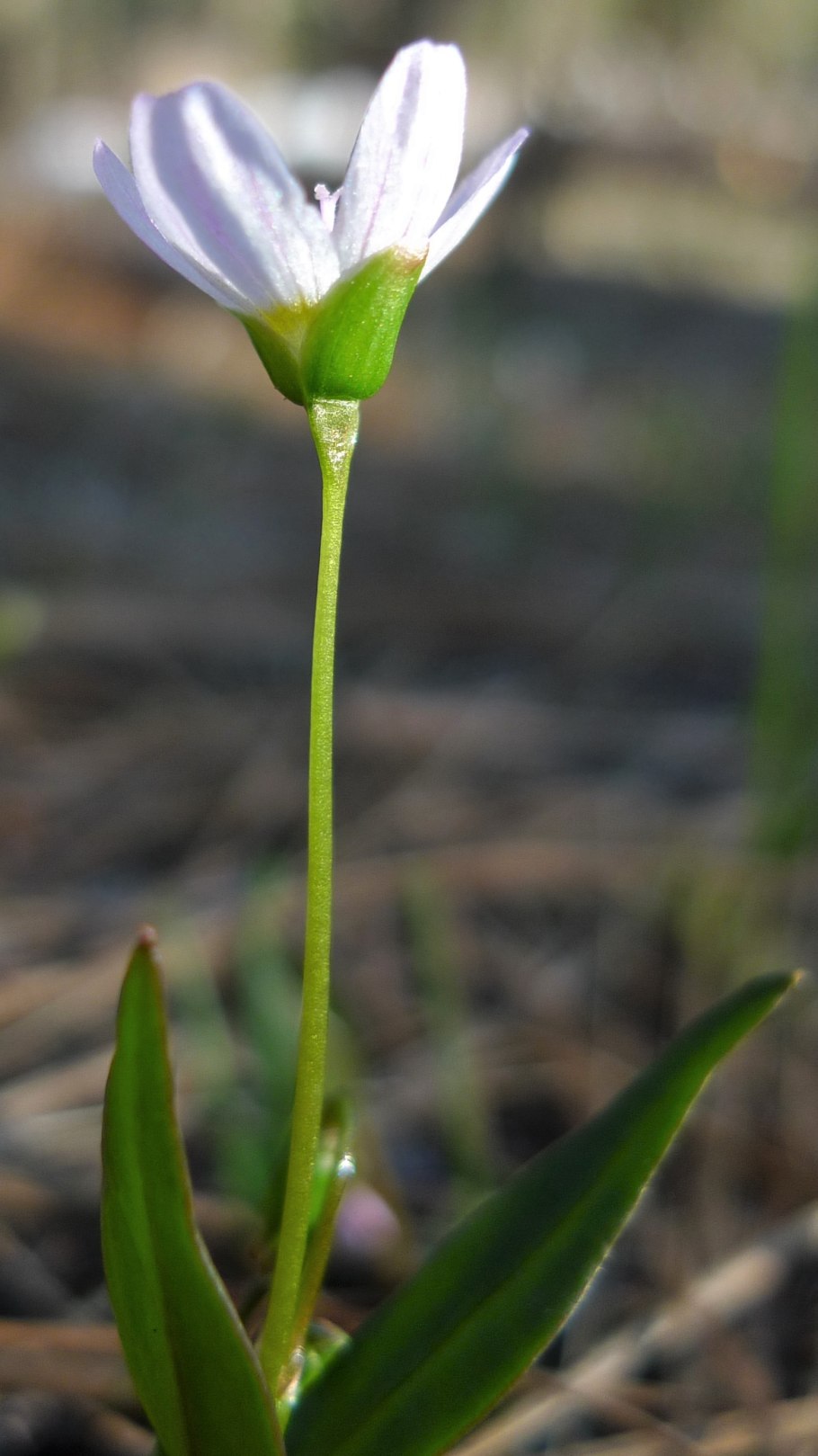 Claytonia lanceolata