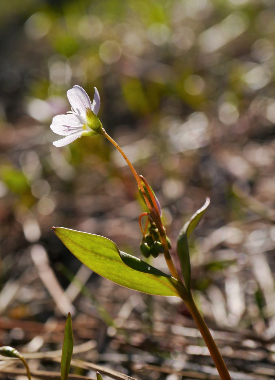 Claytonia perfoliata