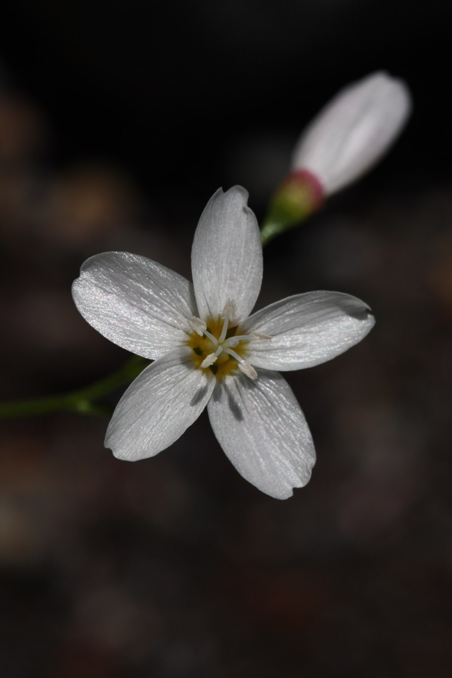 Claytonia cordifolia
