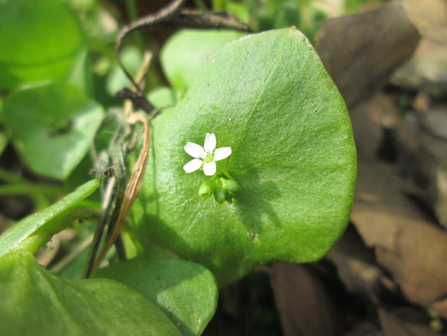 Claytonia perfoliata