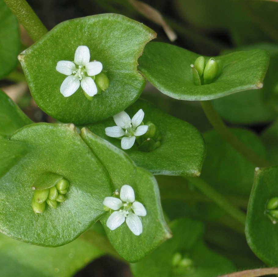 Claytonia perfoliata