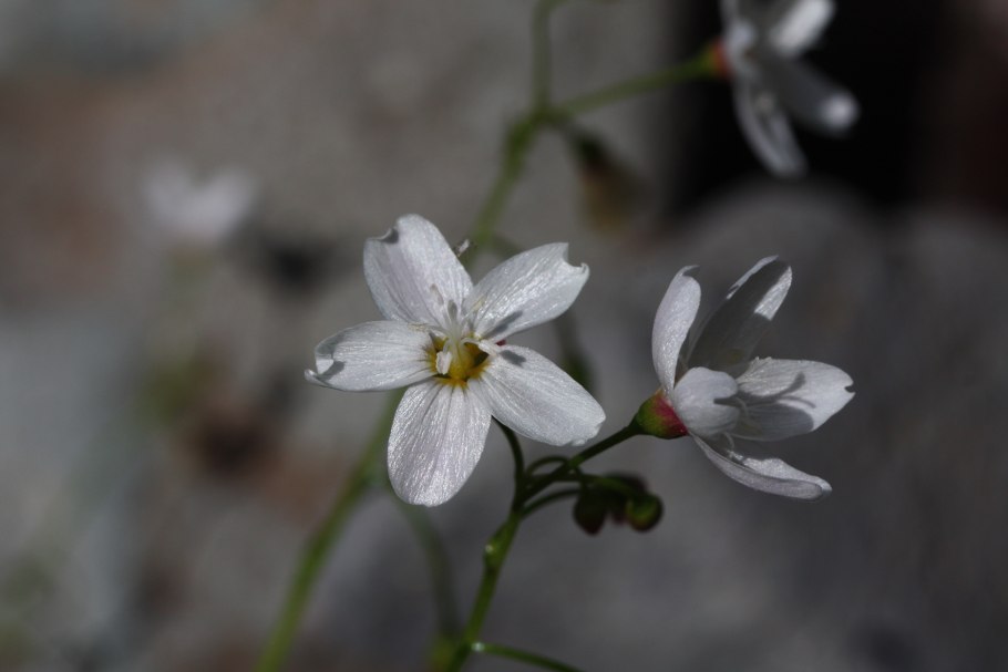 Claytonia cordifolia