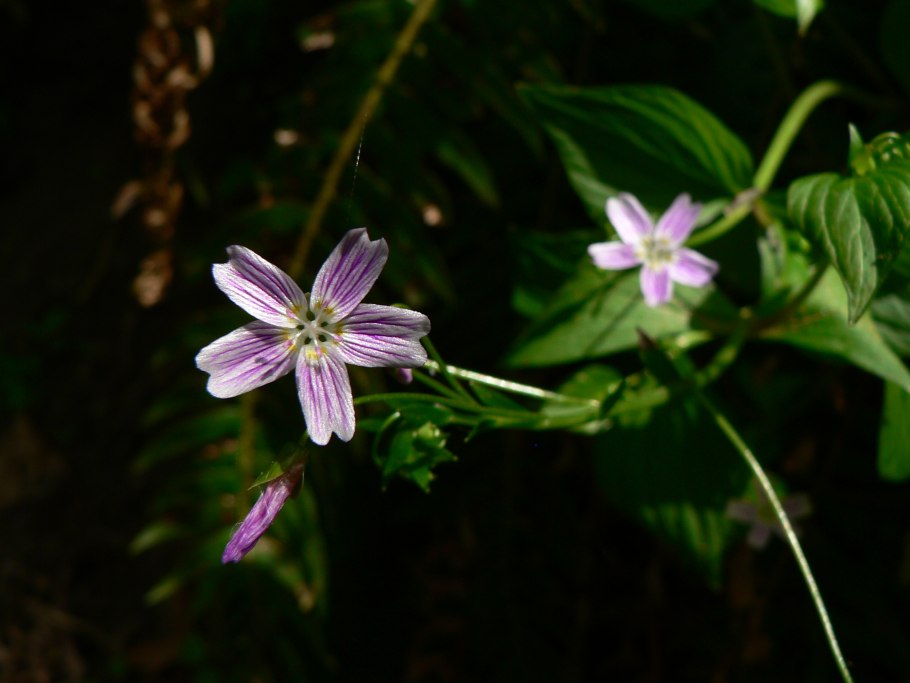 Claytonia sibirica