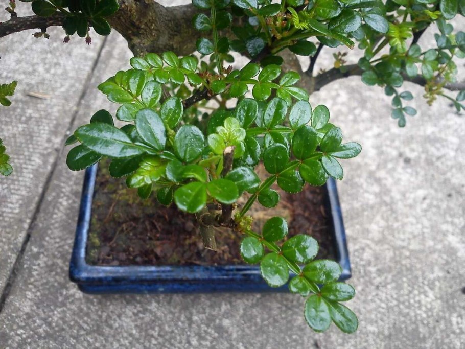 Зантоксилум бонсай