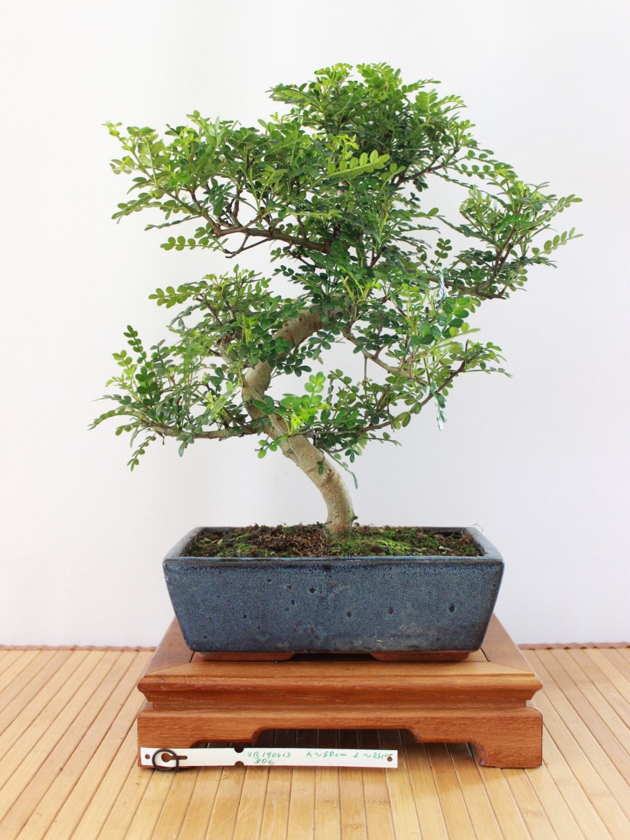 Зантоксилум американский Zanthoxylum