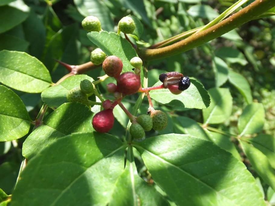 Зантоксилум бонсай