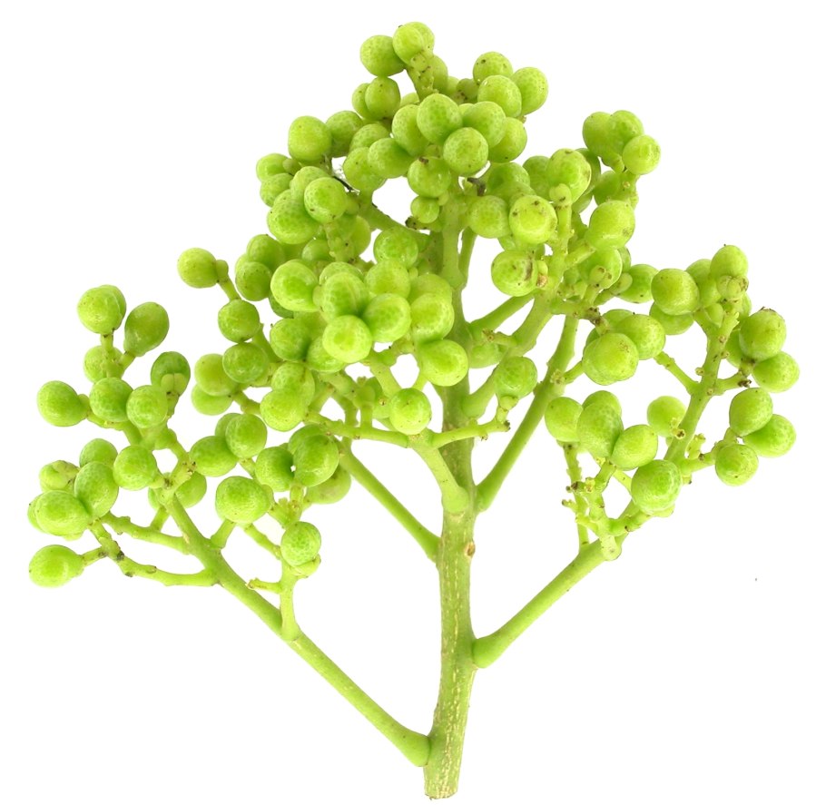 Зантоксилум перечный