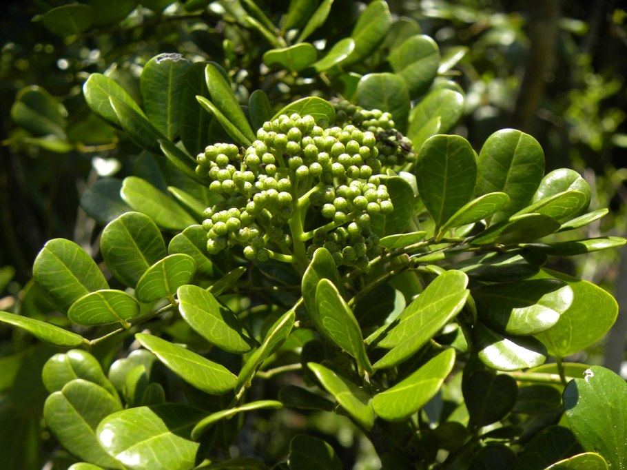 Зантоксилум цветет