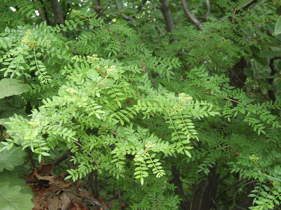 Зантоксилум американский