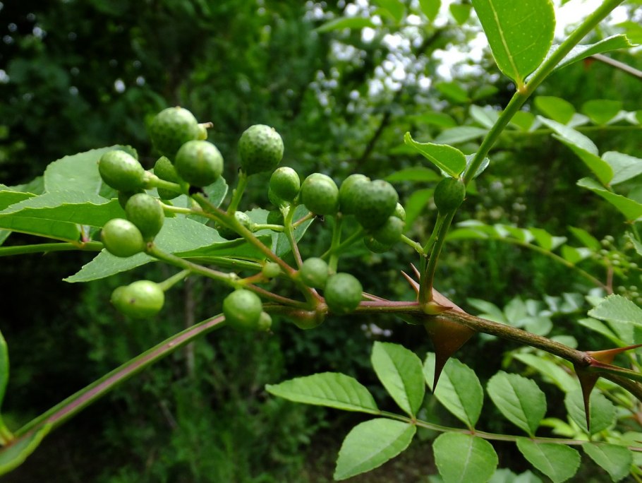 Зантоксилум перечный