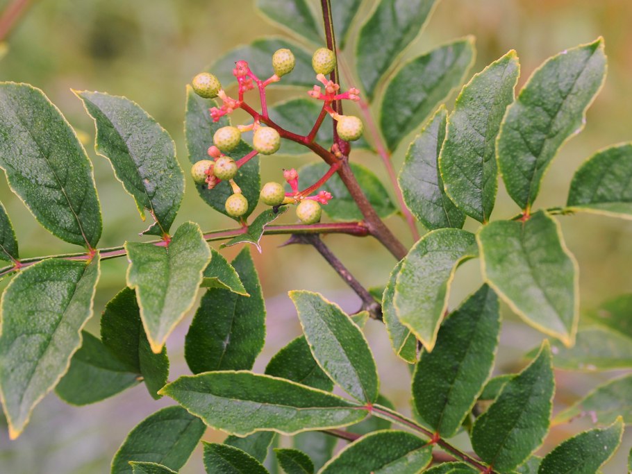 Zanthoxylum avicennae