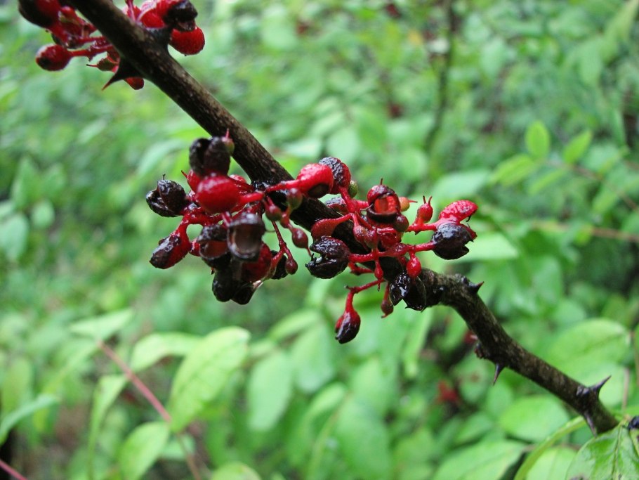 Зантоксилум фагара