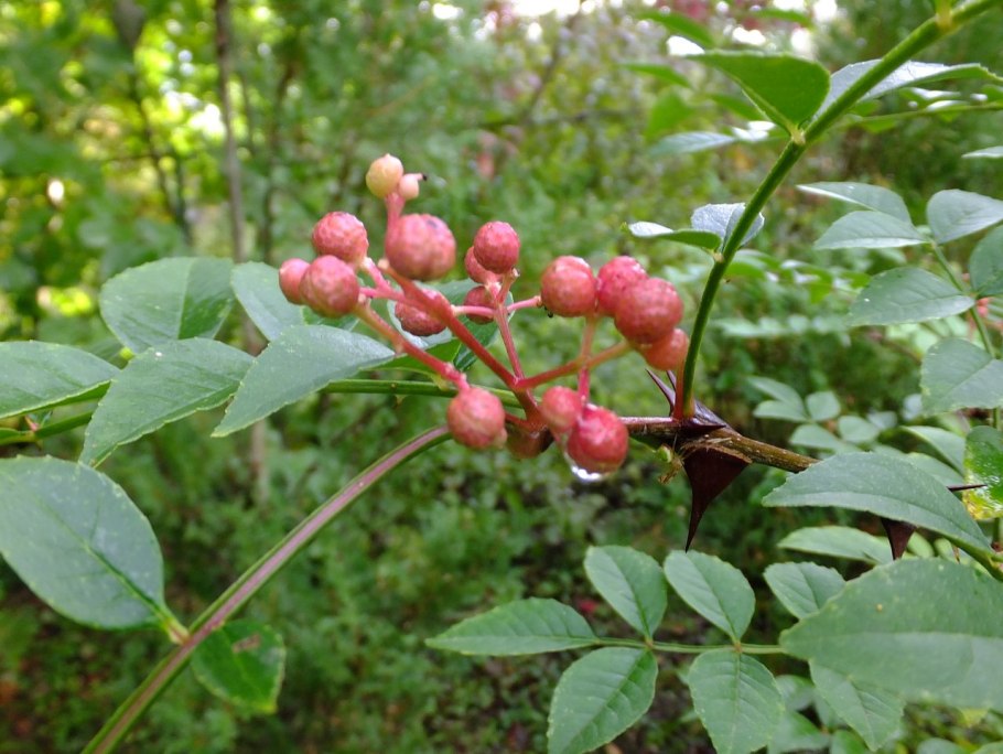 Зантоксилум фагара