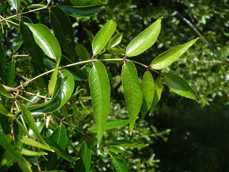 Зантоксилум Бунге