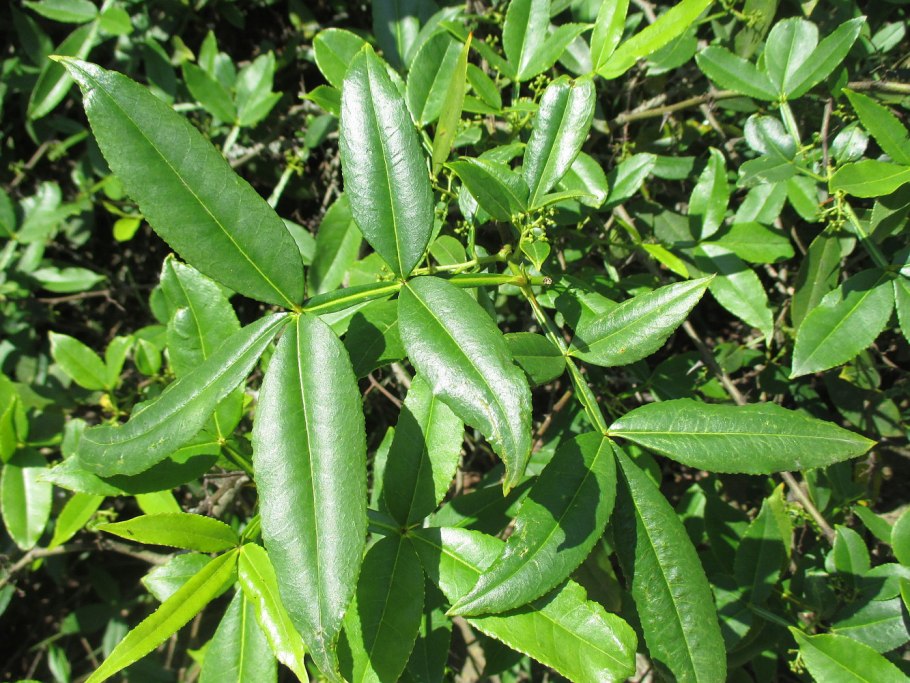 Zanthoxylum piperitum
