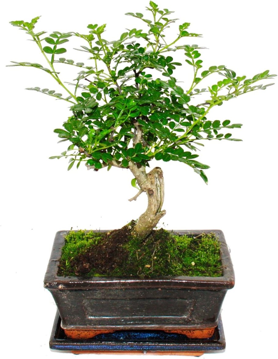 Зантоксилум ЯСЕНЕВИДНЫЙ