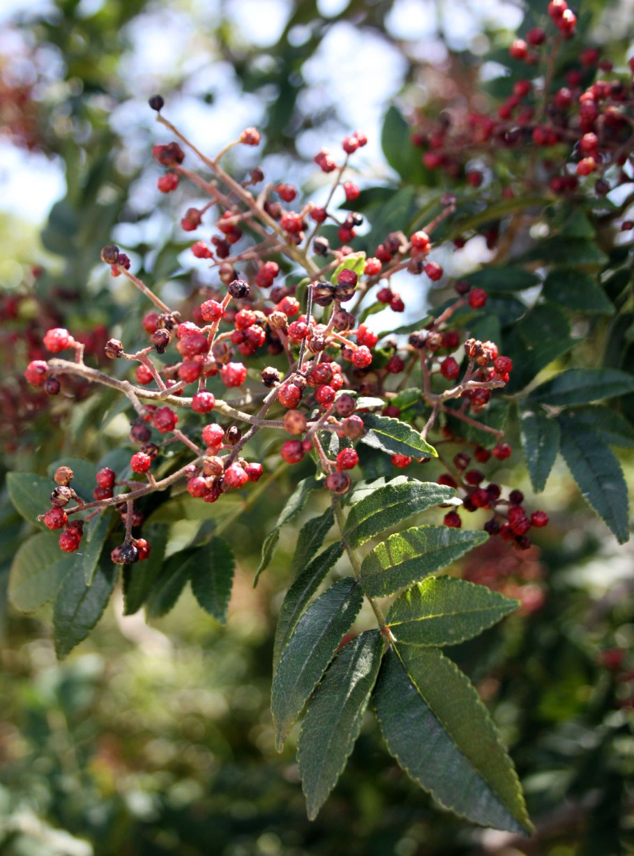 Zanthoxylum rhoifolium