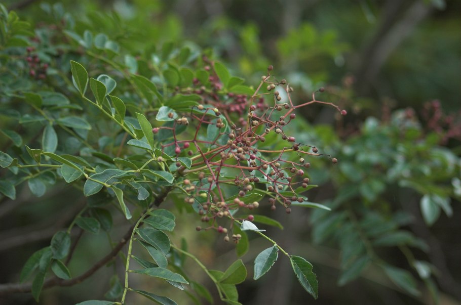 Зантоксилум перечный бонсай