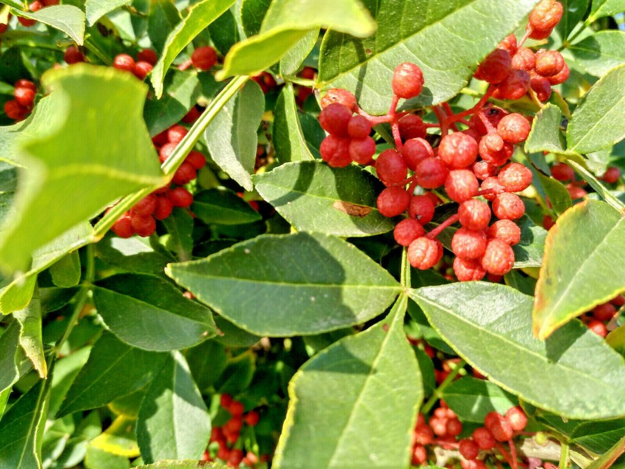 Zanthoxylum piperitum