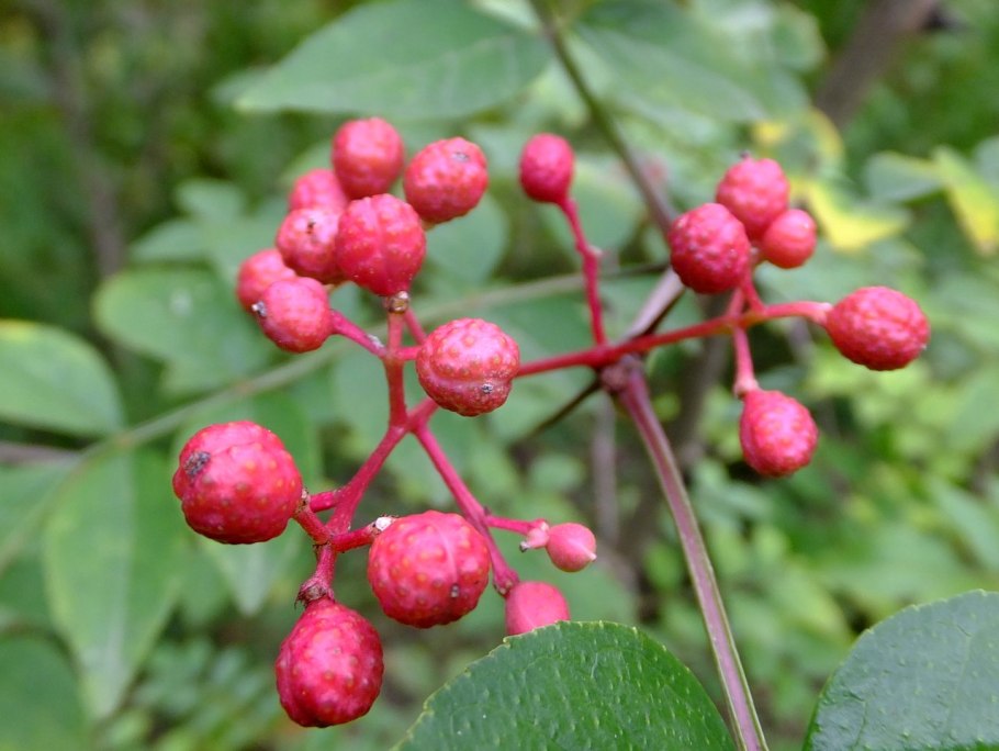 Зантоксилум перечный