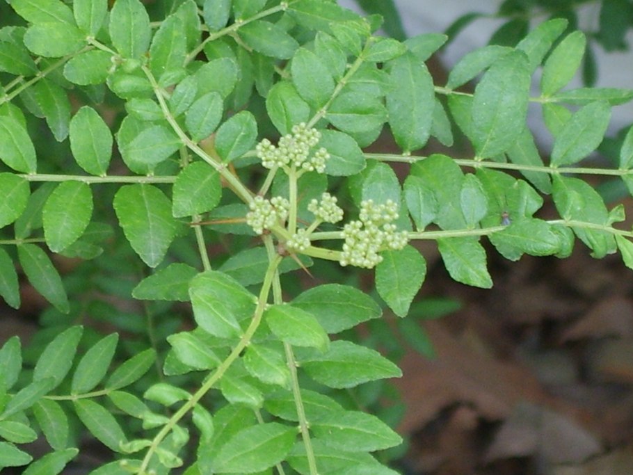 Zanthoxylum bungeanum