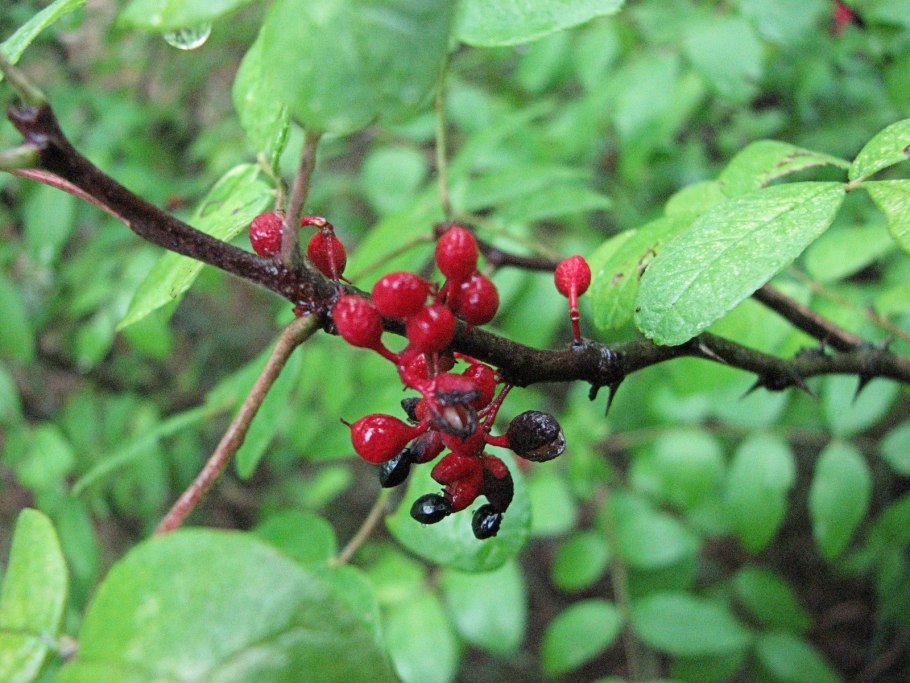 Зантоксилум бонсай