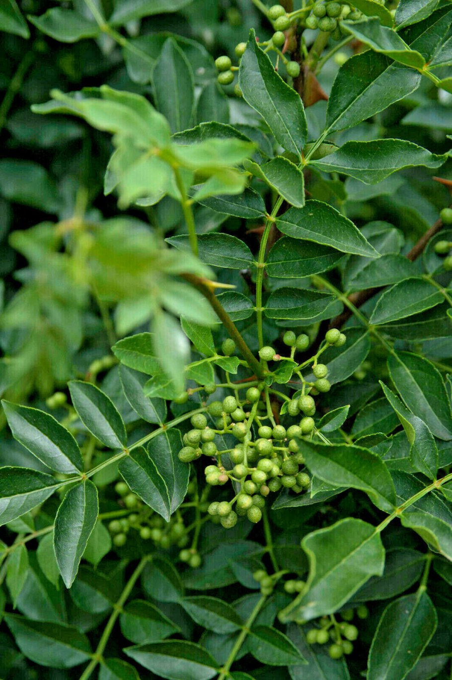 Зантоксилум американский