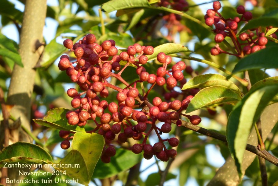 Зантоксилум фагара