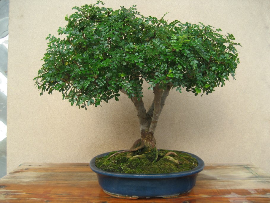 Зантоксилум фагара