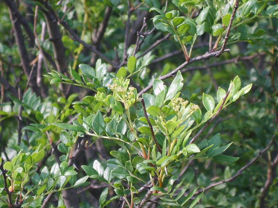 Zanthoxylum schinifolium