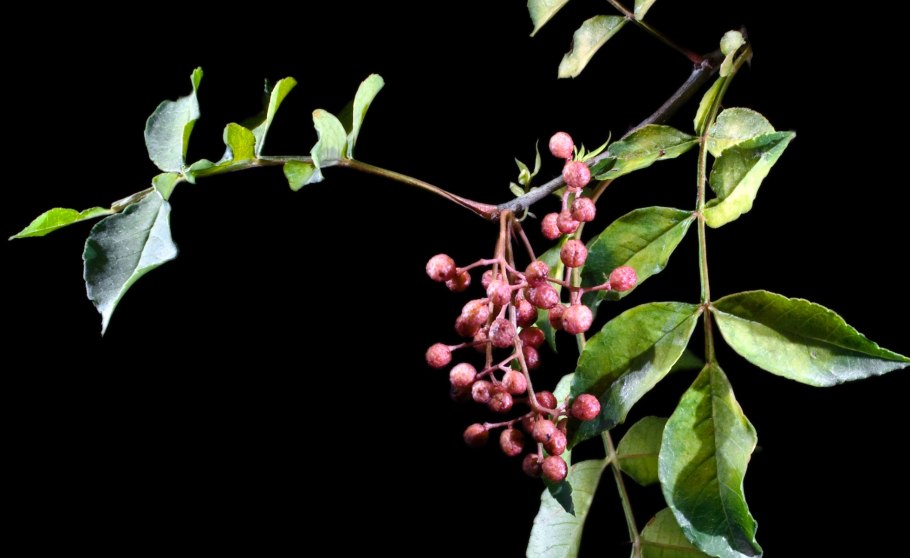 Zanthoxylum schinifolium