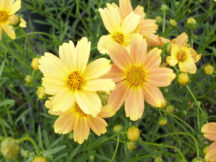 Кореопсис мутовчатый Coreopsis verticillata