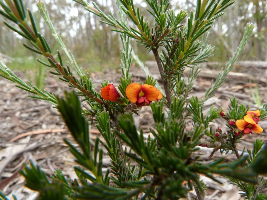 Оксилобиум дома